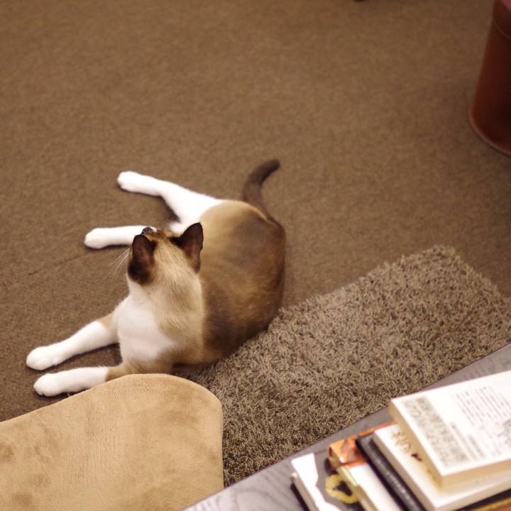 32557805 3fd5 4cce 836a 4490321f281f