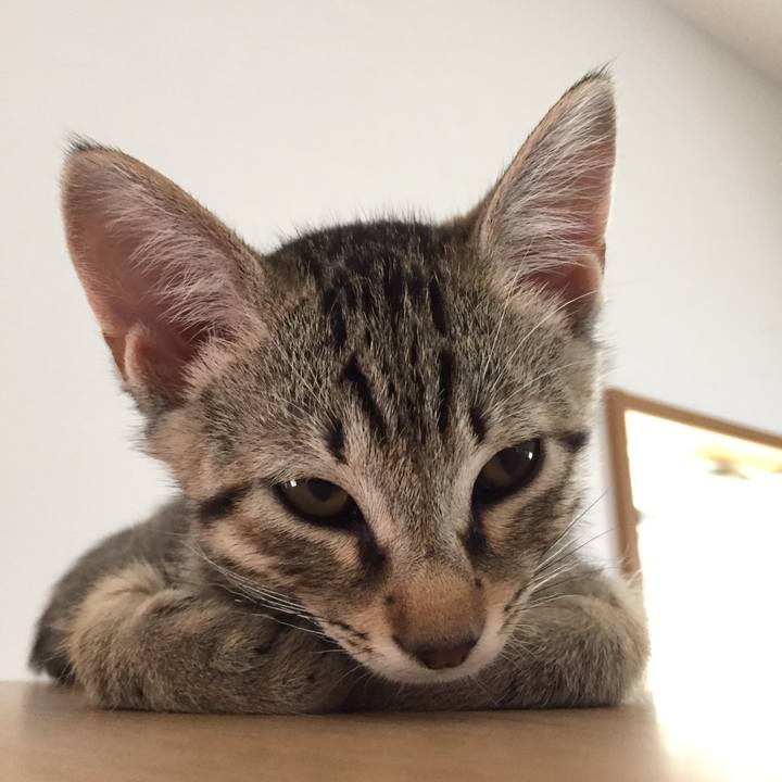 32681086 2bfc 4013 b033 2af1ca86aad3