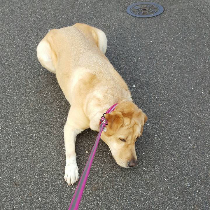 32733988 32c0 40d4 a2f2 47492fd4031a