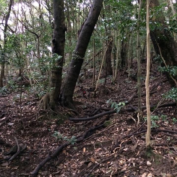 3274c4c2 cd70 456a 93b3 2f752dbd545f