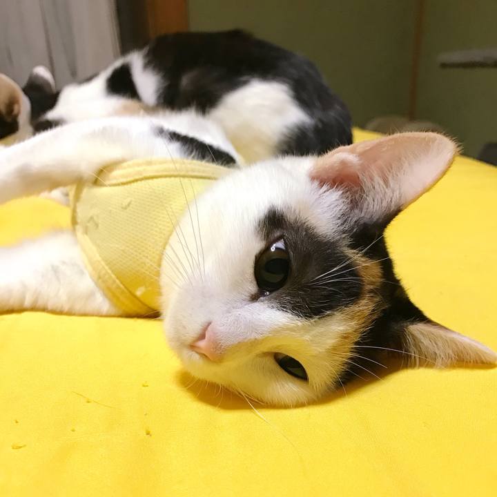 328a4d61 0e82 4187 a18e bf36e6e1308d