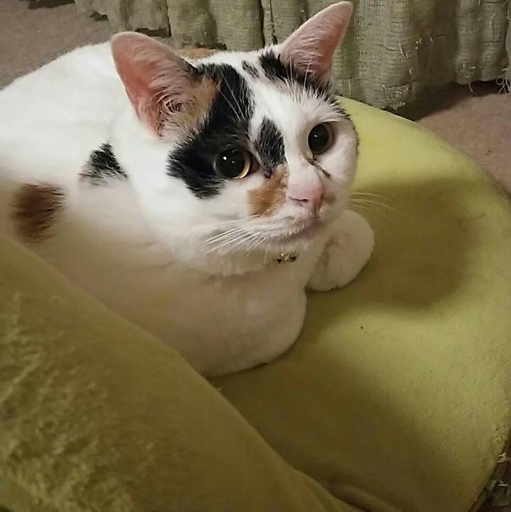 329ac287 2426 41cf 9747 fbcac8024a4c