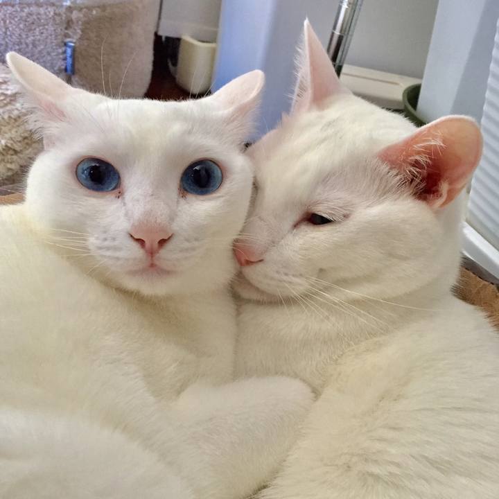 32a86134 4b81 463b 9c69 2c7454def181