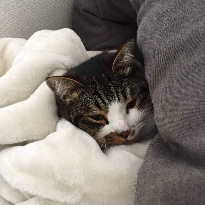 32b36528 c880 4074 a936 1731c1317305