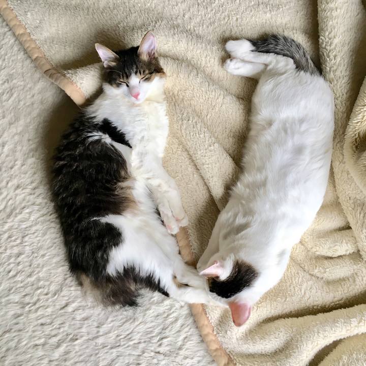 32bd8690 0023 41c8 bd5b 5ffcdca592ad