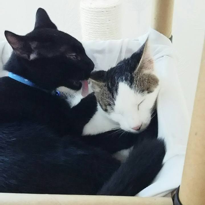 32c884a4 e730 4322 8f68 f760c76a5067