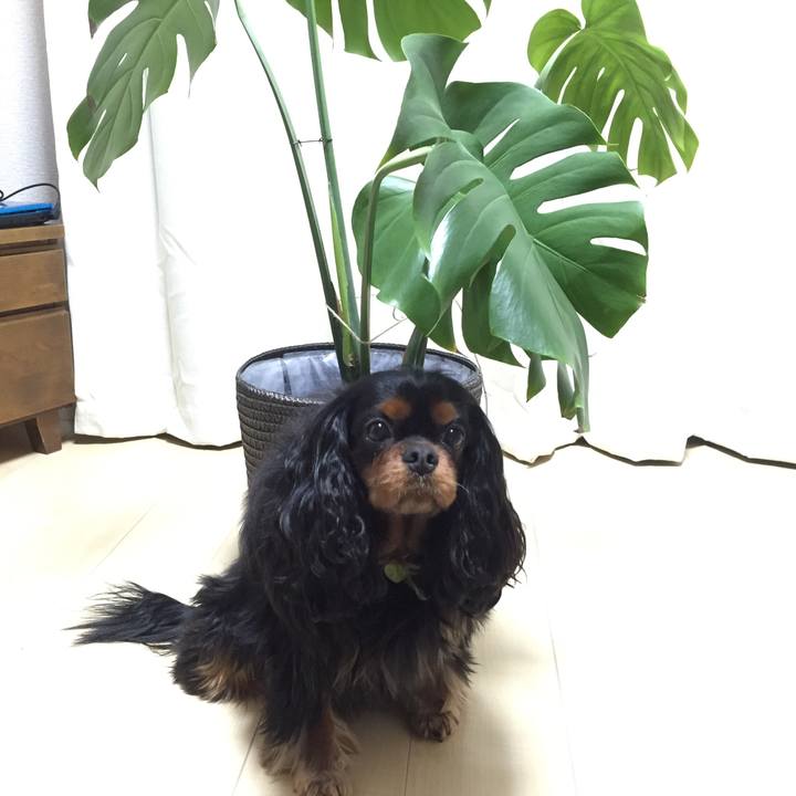 32ca2c9c 7340 43f5 89ed 308316d89be4