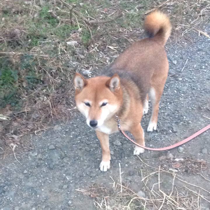 32d12c31 d12f 4adc 98e2 02e25449c68a