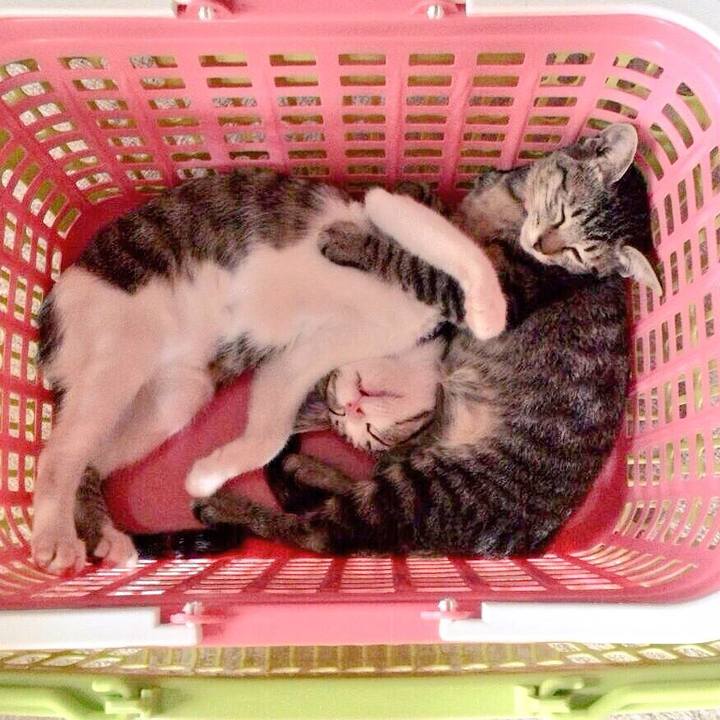 32e29b82 f7c5 4a8e a789 c2d66f80a6db