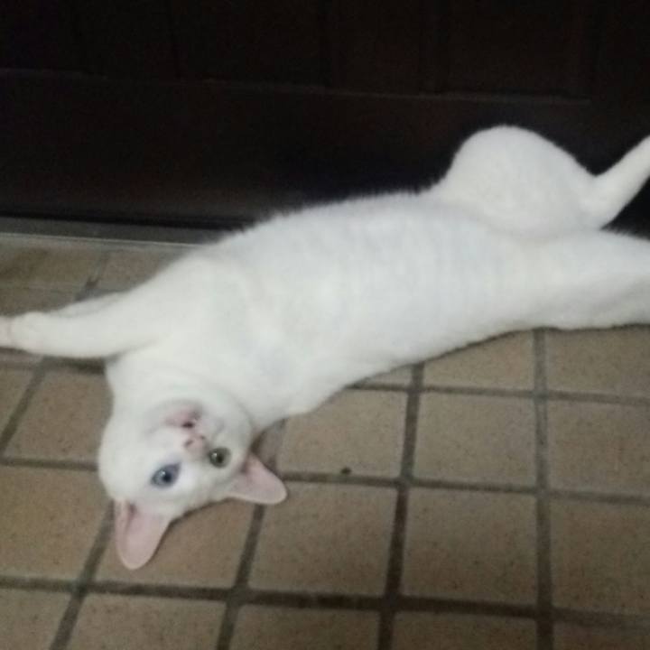 32e6fd0b 1374 4127 86c5 21f02021bea7