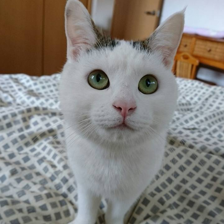 32eace4c e425 4f4c 95fd d740bc8ca74d