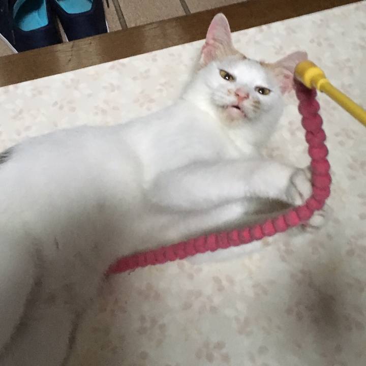 32f886a0 04b4 4662 89aa 5f65765b433d