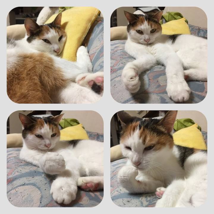 330a8777 4fcc 4e37 9ea8 c3264243e024