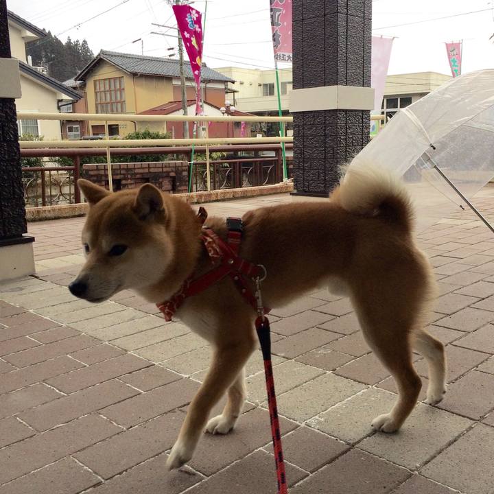 331bf1fe 74de 4fd4 bc9f b57bee6f4f4c