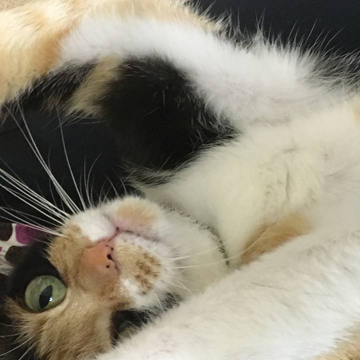 331c2b9d f8cb 4c12 96da 201efa10e594