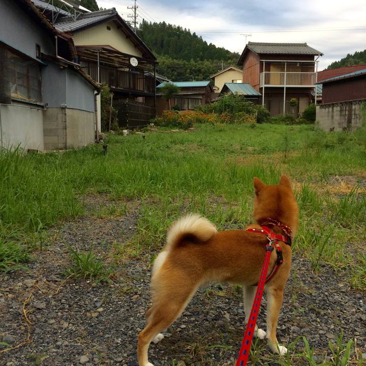 332f2e7d 66b5 438e a739 07f1624845bc