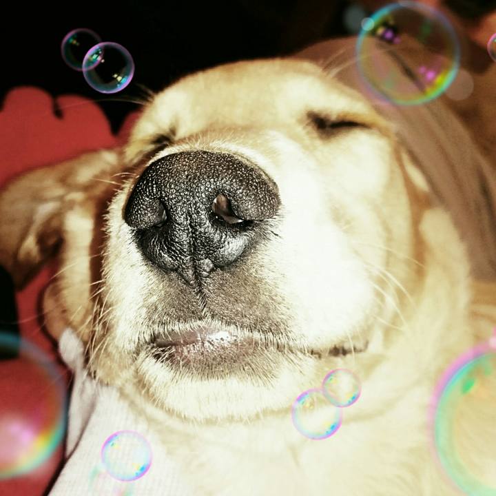 332f462c 0110 4c1c abba f3873cb5d4ad