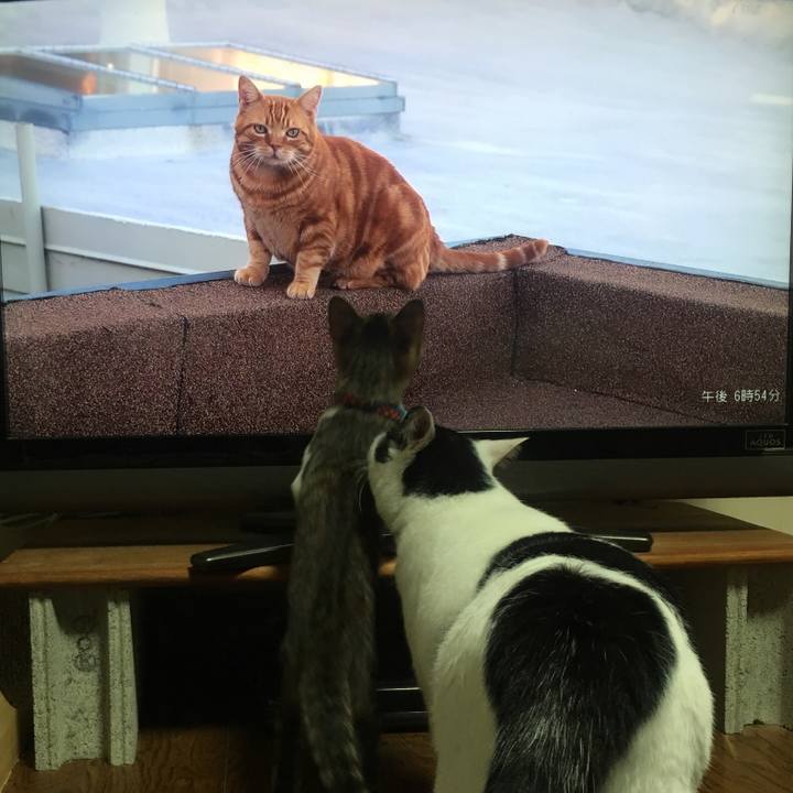 333345ad 0604 43bd b649 1a8e19bfc269