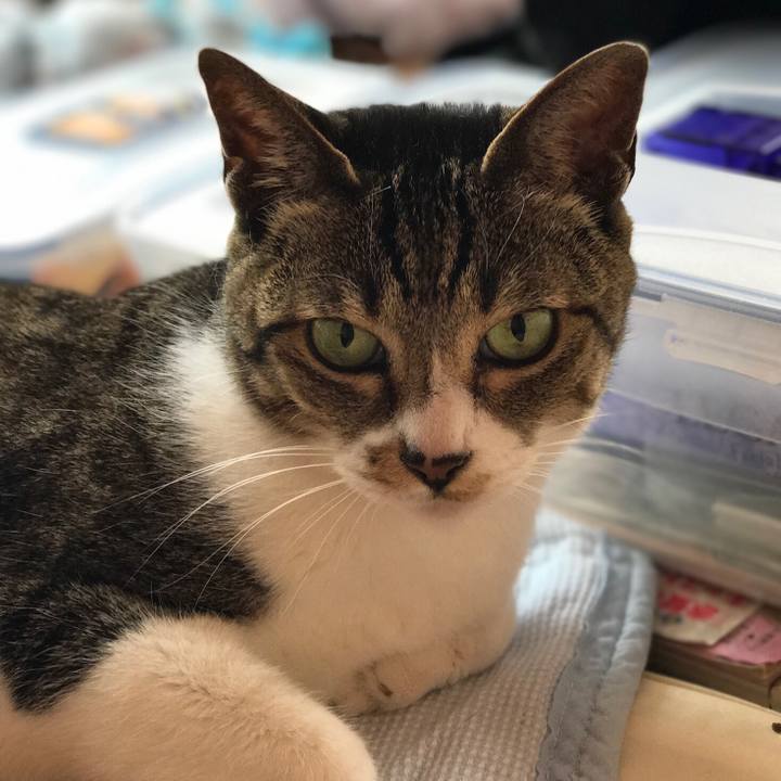 3338f289 af1b 46ac bf78 01f7da086df2