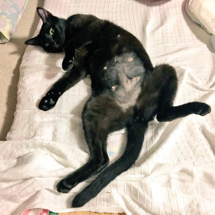 3339429e a7d8 4fcc 9bc0 d11d22428c54