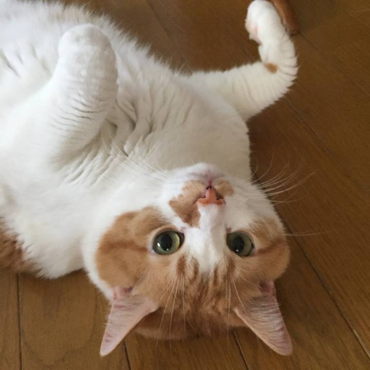 334ddd23 1664 4e1b b16c f87ea697fd45