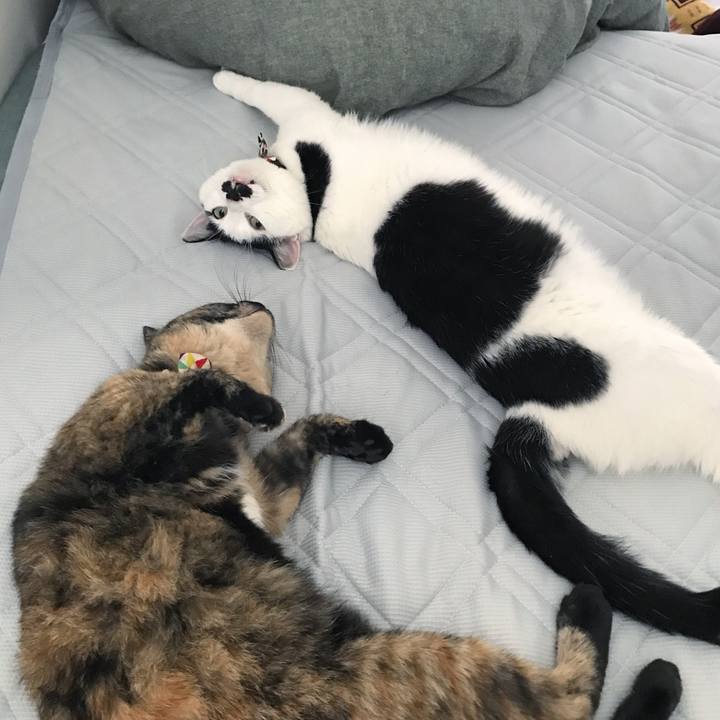 33518b72 ef2c 48c7 af1f 530739d377ab