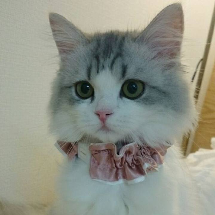 335694c7 633f 4590 9d57 fc88bb7d3462