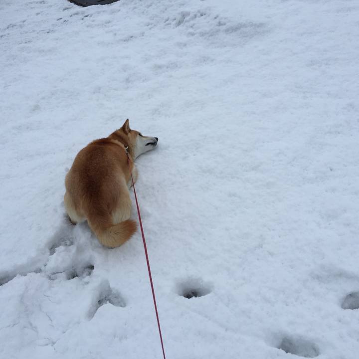 33597c8f 43e6 40a5 a50b 259ec76369df