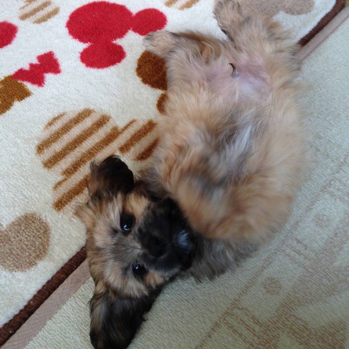 335bc4e8 0155 423b aa40 9804a6766fc9