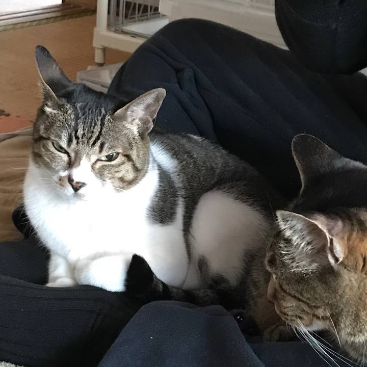 33694d42 e4cc 4ceb 8a67 fad83899164a