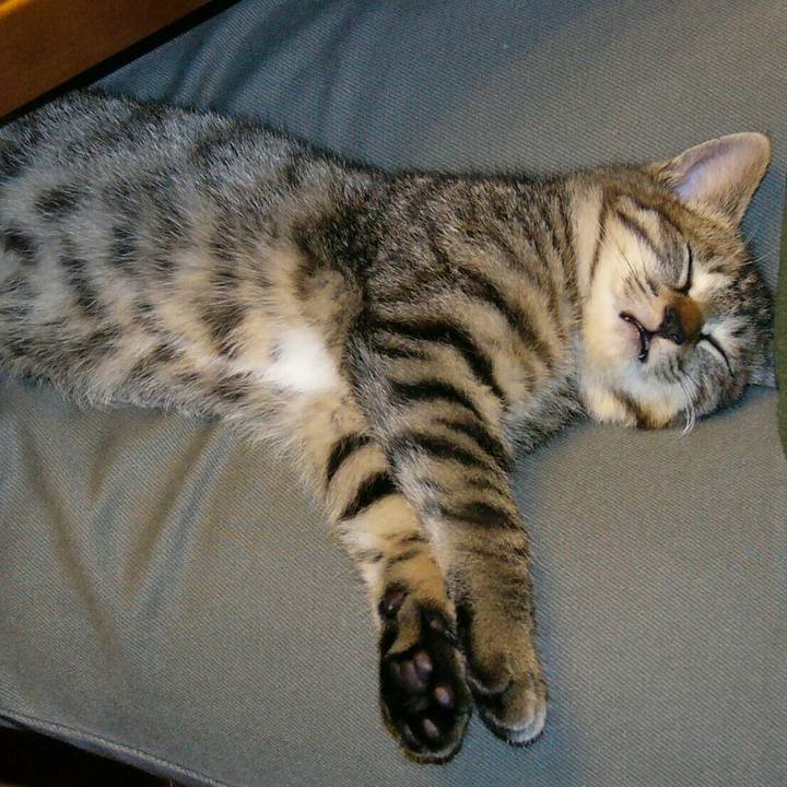 337a1a43 fa9e 48ea 9a99 2eef3b43e541