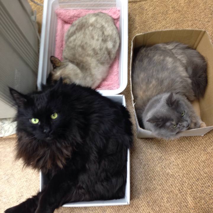 3381498b 792b 41f6 8be6 c3ced67b868e