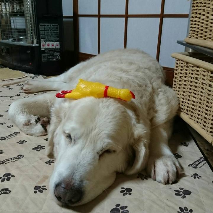 3385b59c 8e15 49e5 b473 d08a6b9521c5