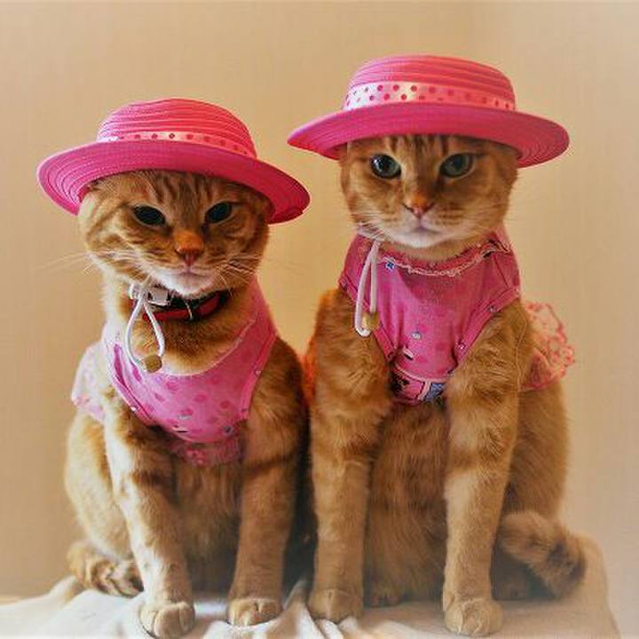 33923c5d 5308 4a06 beaa 3274ed43f372