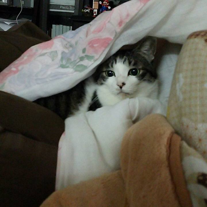 339897a0 3778 4beb 9c11 cf8c98bf5a5b