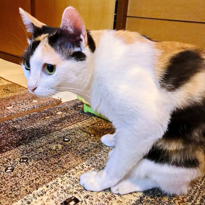 33a34b61 5580 4015 8566 bb729b576245