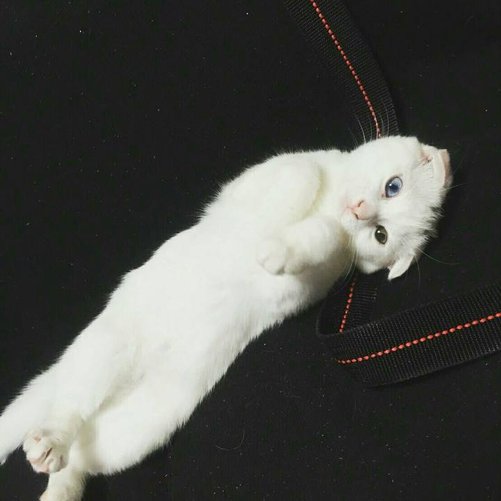 33bf3701 c8a9 44e0 8ddd 662a69684219