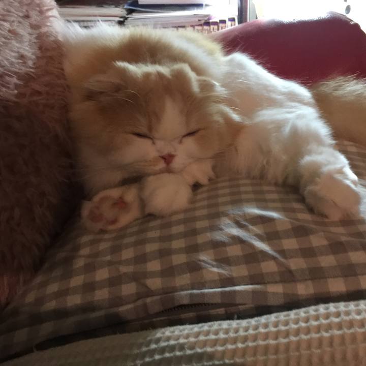 33c11095 1983 4b77 ab65 ea98b318d634