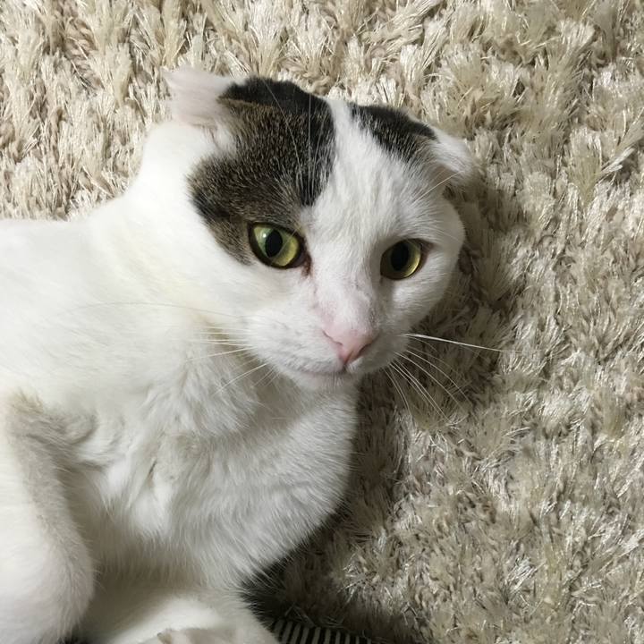 33cf8b91 4fc6 458c b11f 6a73803e991f