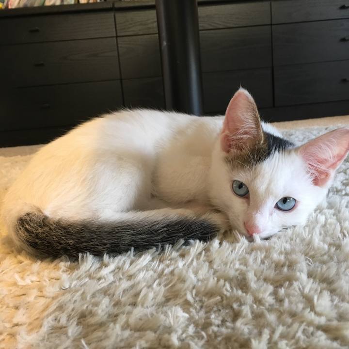 33e10919 39ea 40dc a808 1444b017338b