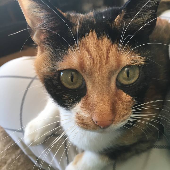 33e39bc0 62fb 4283 b71c 6f2e69b77fdf