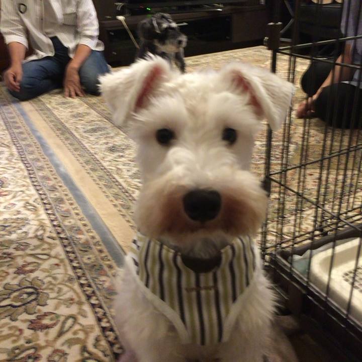 33f94cc1 e74e 463b b0ea 4a5090916b71