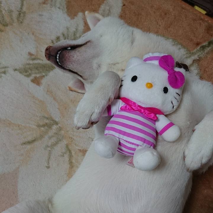 340409b7 a45f 4c53 83c0 6834e3dcc9af