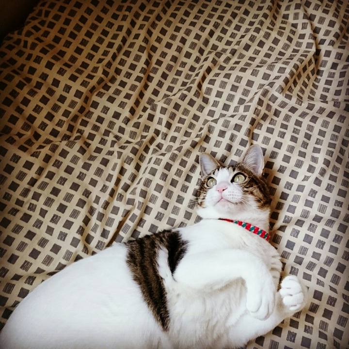 342be8db 2e17 45e0 bedf 5dc16b3841e3