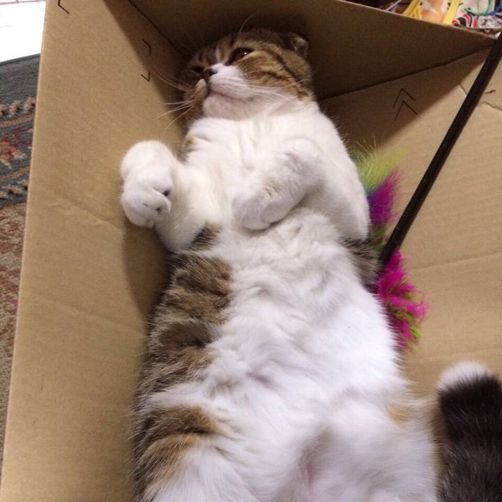 343d9b56 0b02 4eae b035 878c2b487954