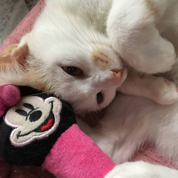 3448723e 0bde 477b bea4 ee54851f4e18