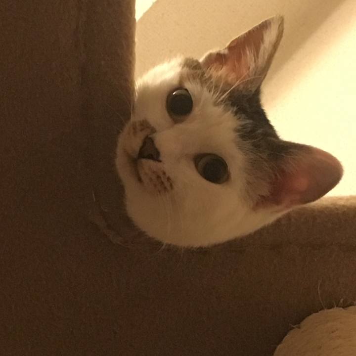 3463ffd1 890e 42c2 87fa 49e23ada4962