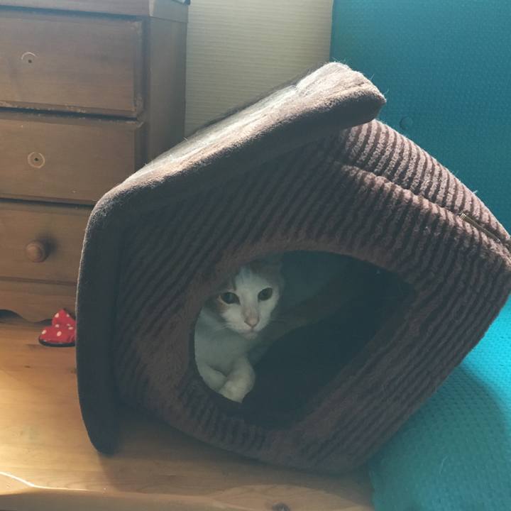 34948a77 3857 43f0 8a7b d7c2320a3c95