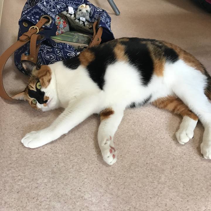 34a069a6 0238 4745 80b5 aaa80485881e