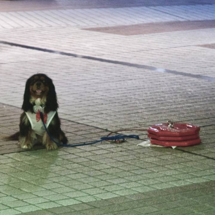 34c8dadb 116d 4762 913e f855dcaca4da